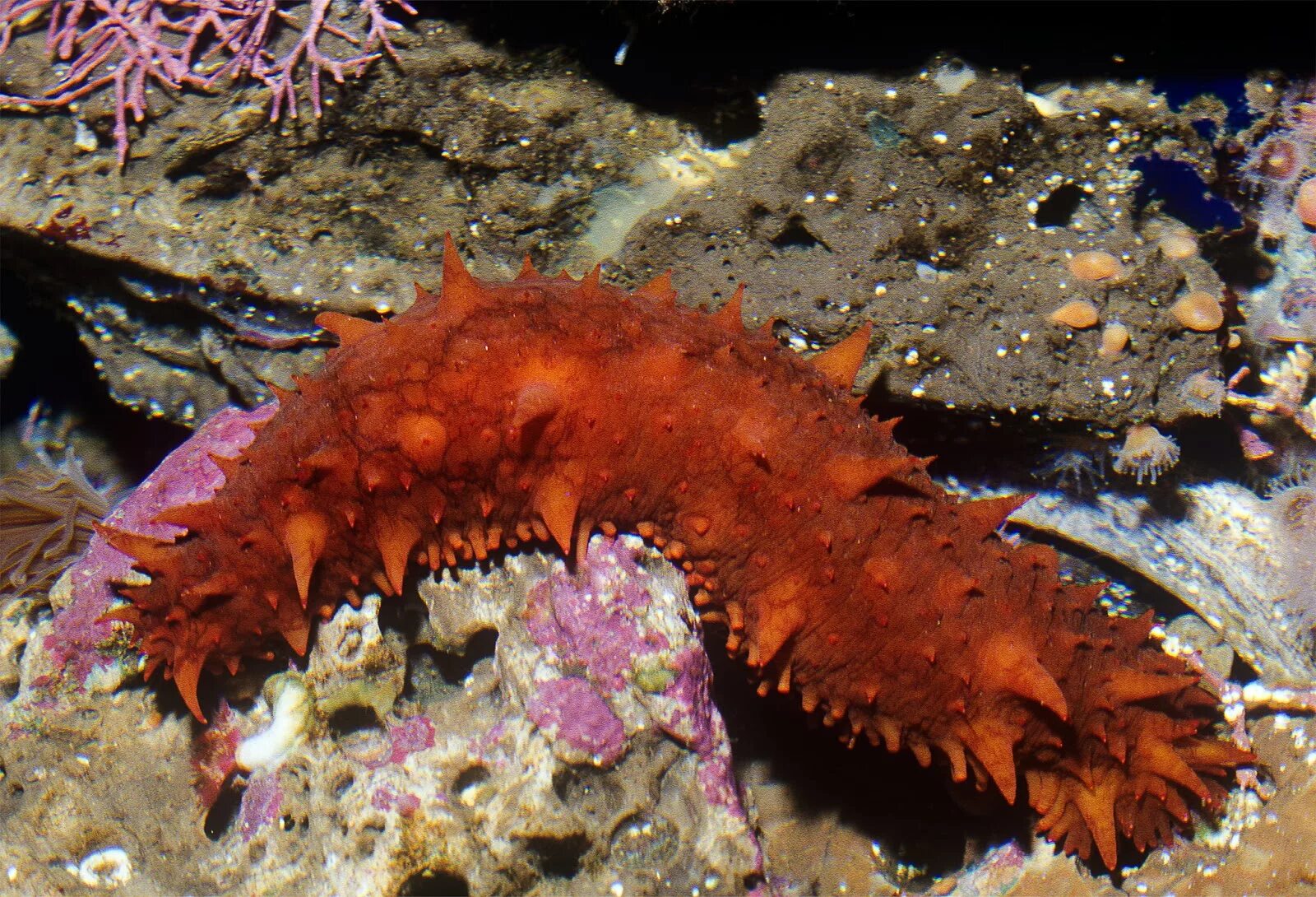 Голотурии иглокожие. Кукумария голотурия (морской огурец) трепанги. Голотурия и рыбка. Sea cucumber. Иглокожие морской огурец.