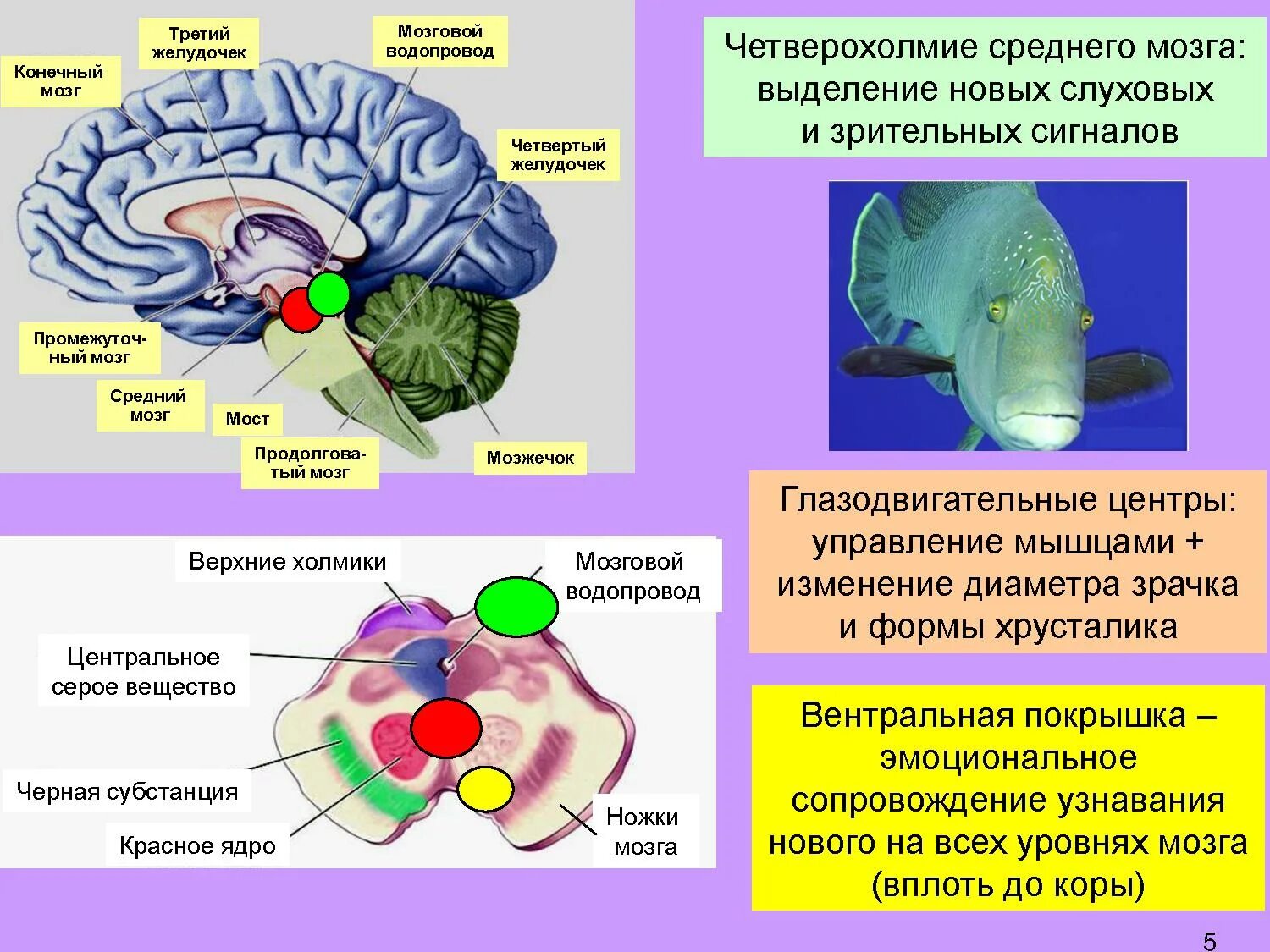 К структурам среднего мозга относится. Четверохолмие мозга. четверохолмие среднего мозга. средний мозг четверохолмие. ножки мозга четверохолмие и водопровод.