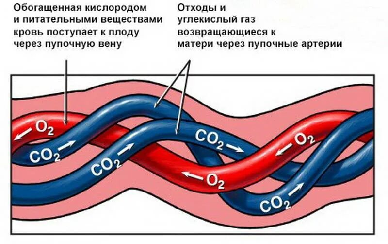 Беременность капилляры