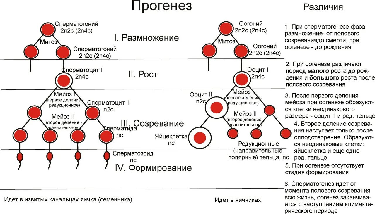 Прогенез и его биологическое значение. Прогенез и его биологическое значение
