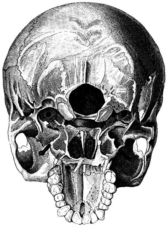 Задние кости черепа. Квадратный череп у человека.