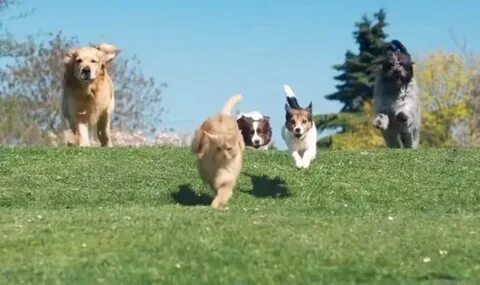 Be more dog