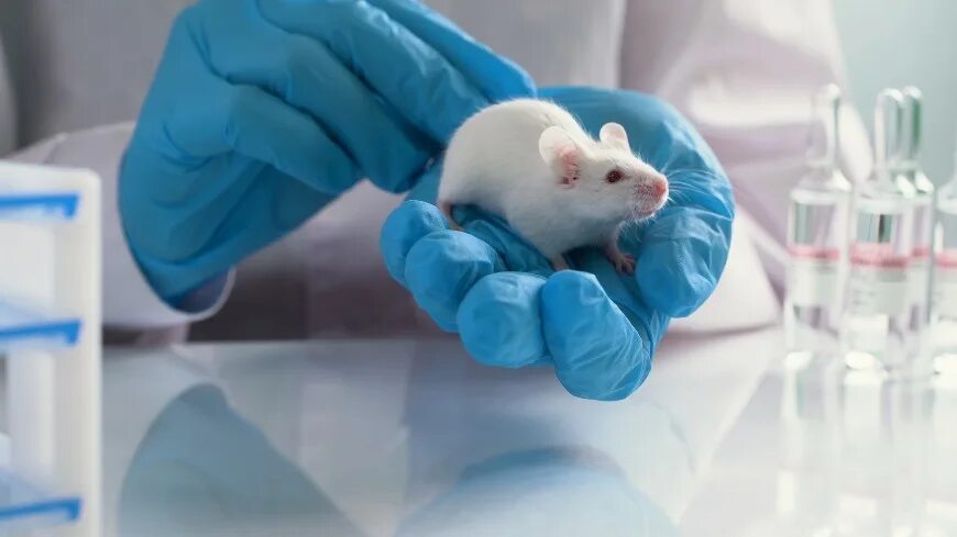 Lab mouse