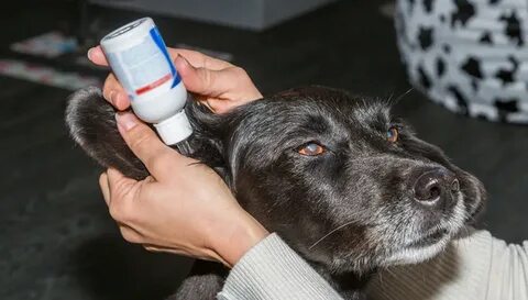 Чем можно почистить уши собаке