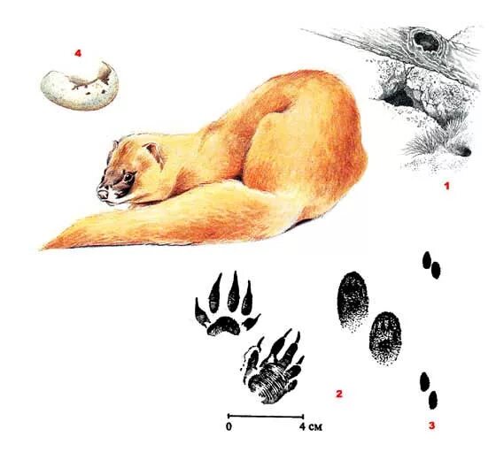 Следы зверей на снегу норка. Следы норки на снегу. Следы куницы зимой. Как выглядит след хорька. Как выглядит след хорька.