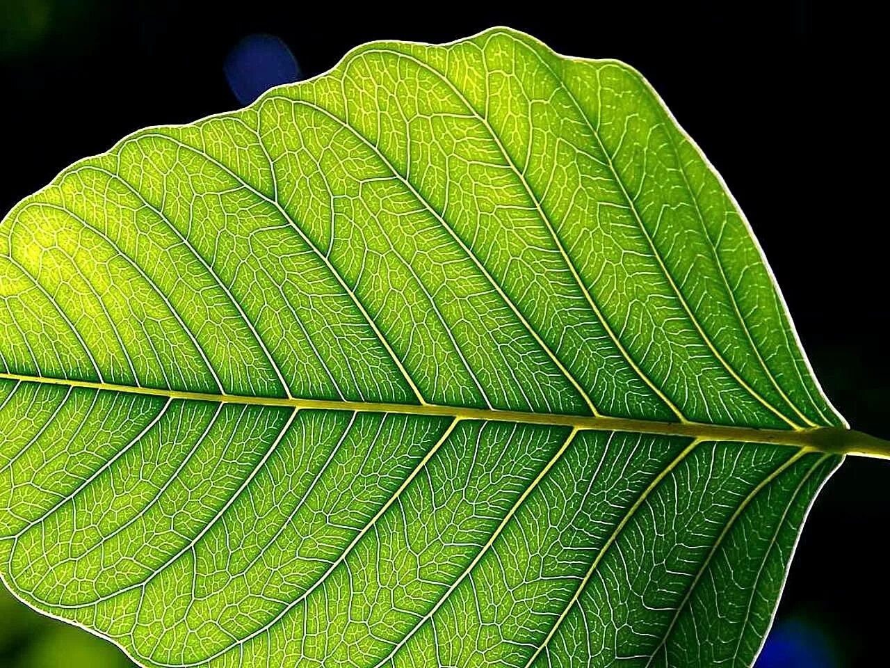 Лист комп. С826вт38 leaf. листья. листья деревьев. листья экзотических деревьев.