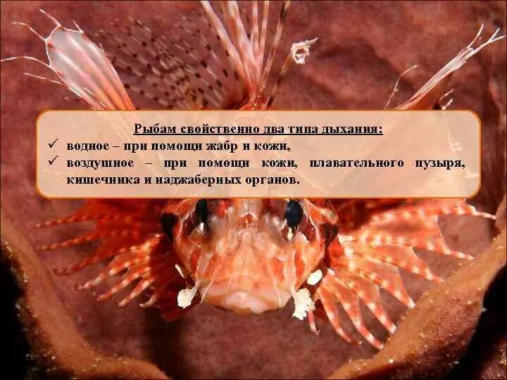 Дышит при помощи жабр. Жаберные отверстия рыб. рыба дышит жабрами. жаберные мешки круглоротых.