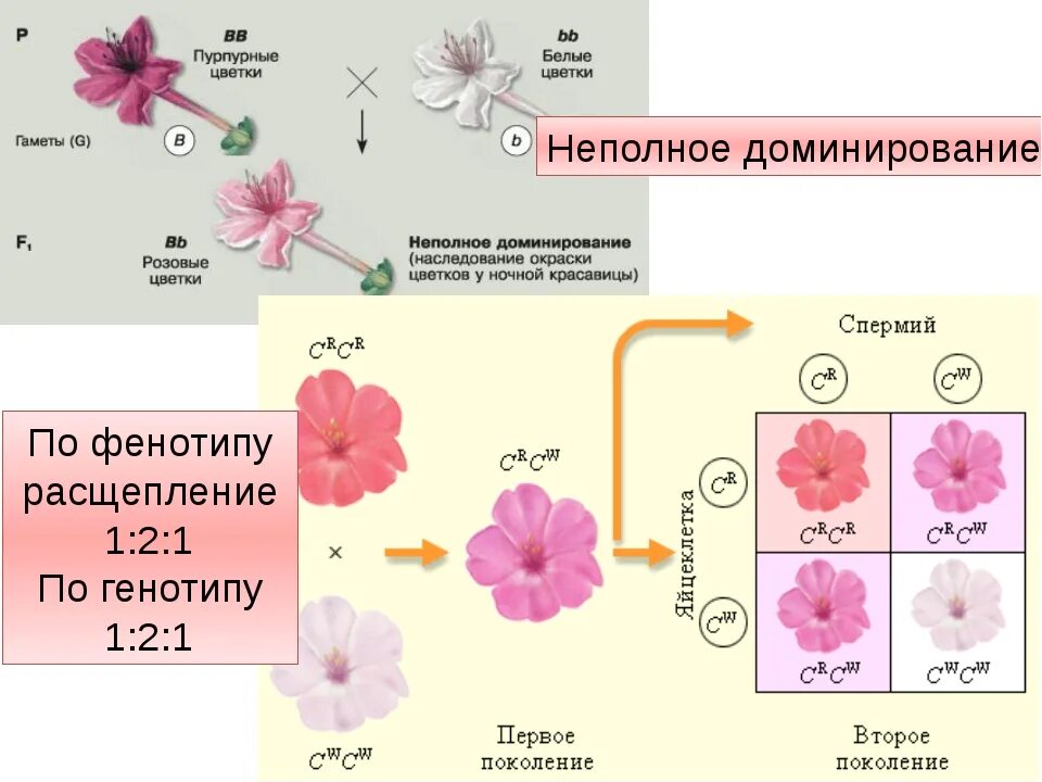 Принцип неполного доминирования. Неполное доминирование ночная красавица фенотип. Неполное доминирование расщепление. Расщепление при неполном доминировании. Неполное доминирование расщепление по фенотипу.