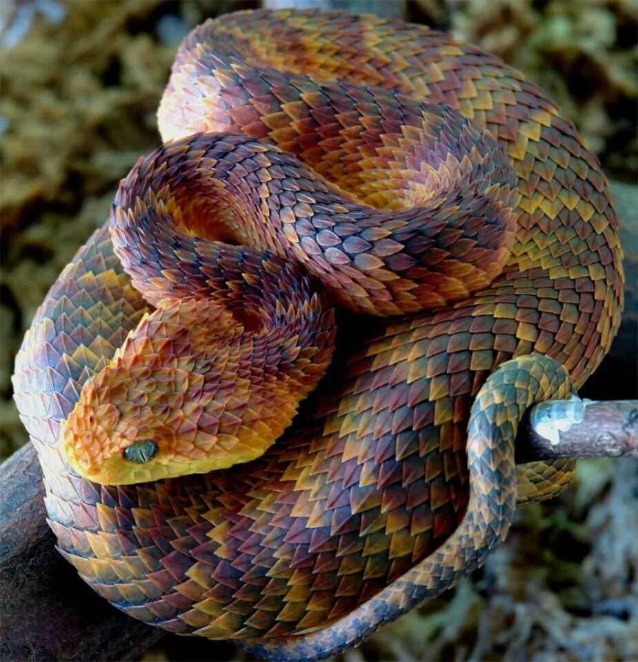 Африканская кустарниковая гадюка. Кустарниковая гадюка (Atheris. Белогубый полоз. Кустарниковая шершавая гадюка.