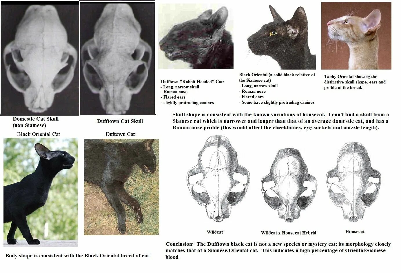 Рассмотрите фотографию кошки породы ориентальная и выполните. Форма черепа кошки. Черепа кошек разных пород. Строение головы кошки.