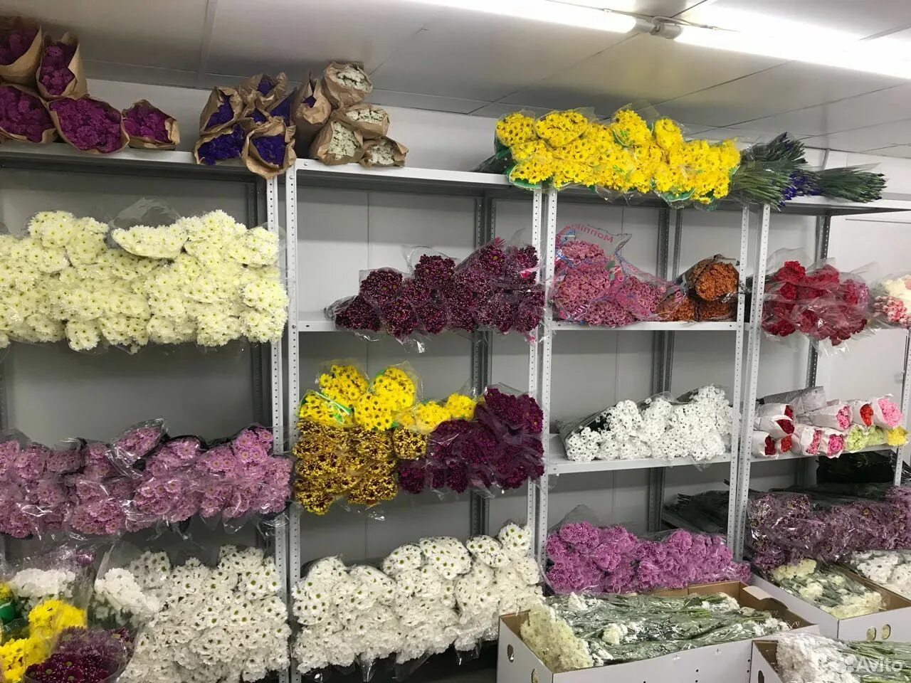 Цветочный склад. Оптовая база цветов. Оптовый склад цветов. Цветы на складе.