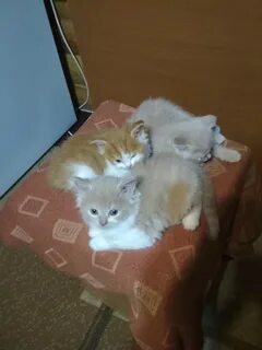 Кошка могилев