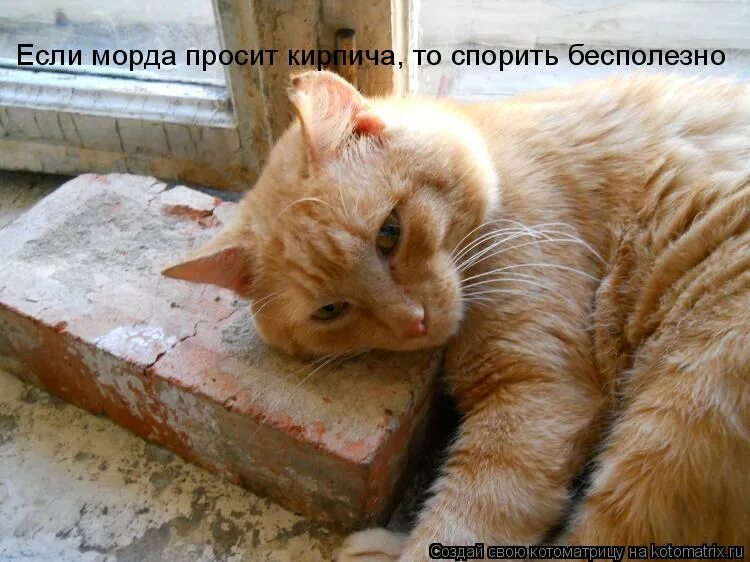 смешной кот с кирпичом. плакаты против жидов. лови кирпич. морда кирпичом. просит кирпича.