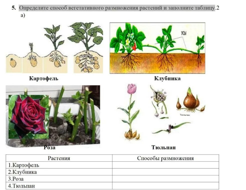 Размножение растений 6 класс тест с ответами. Способы вегетативного размножения растений таблица. Определите способ вегетативного размножения. Способы вегетативного размножения растений. Определи способ вегетативного размножения растений.