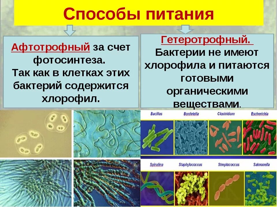 Какие различают бактерии по способу. Способ питания клетки бактерий. Способ питания бактериальной клетки. Схема питания бактерий. Питание бактерий 5 класс биология.