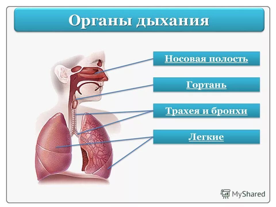 спирометрия это метод определения. специалист по легким и бронхам. фибробронхоскопия (фбс). носоглотка гортань бронхи. бронхоэктатическая болезнь фибробронхоскопия.