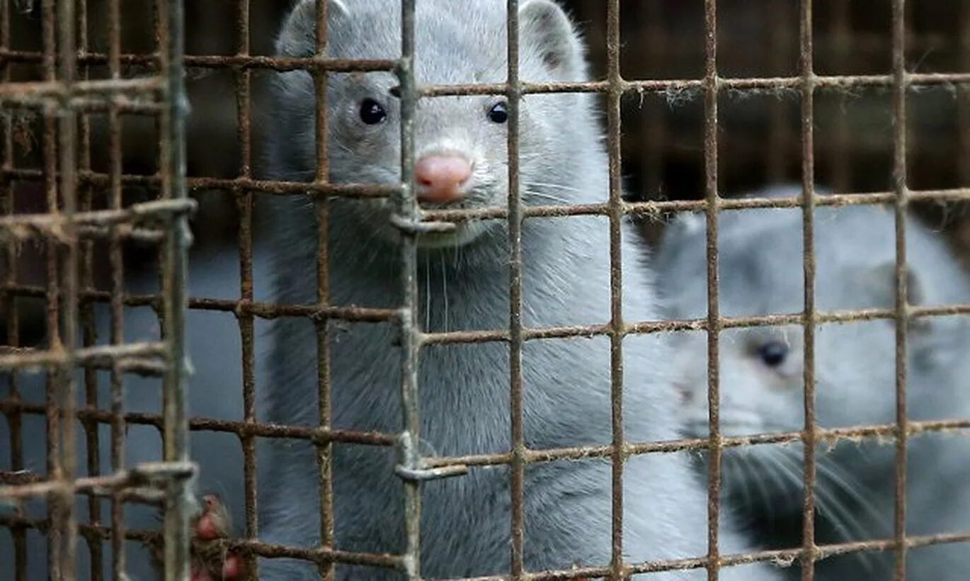 Шеды для норок. Соболь пушное звероводство. Зверохозяйство норок. Разведение пушных зверей. Разведение пушных зверей.