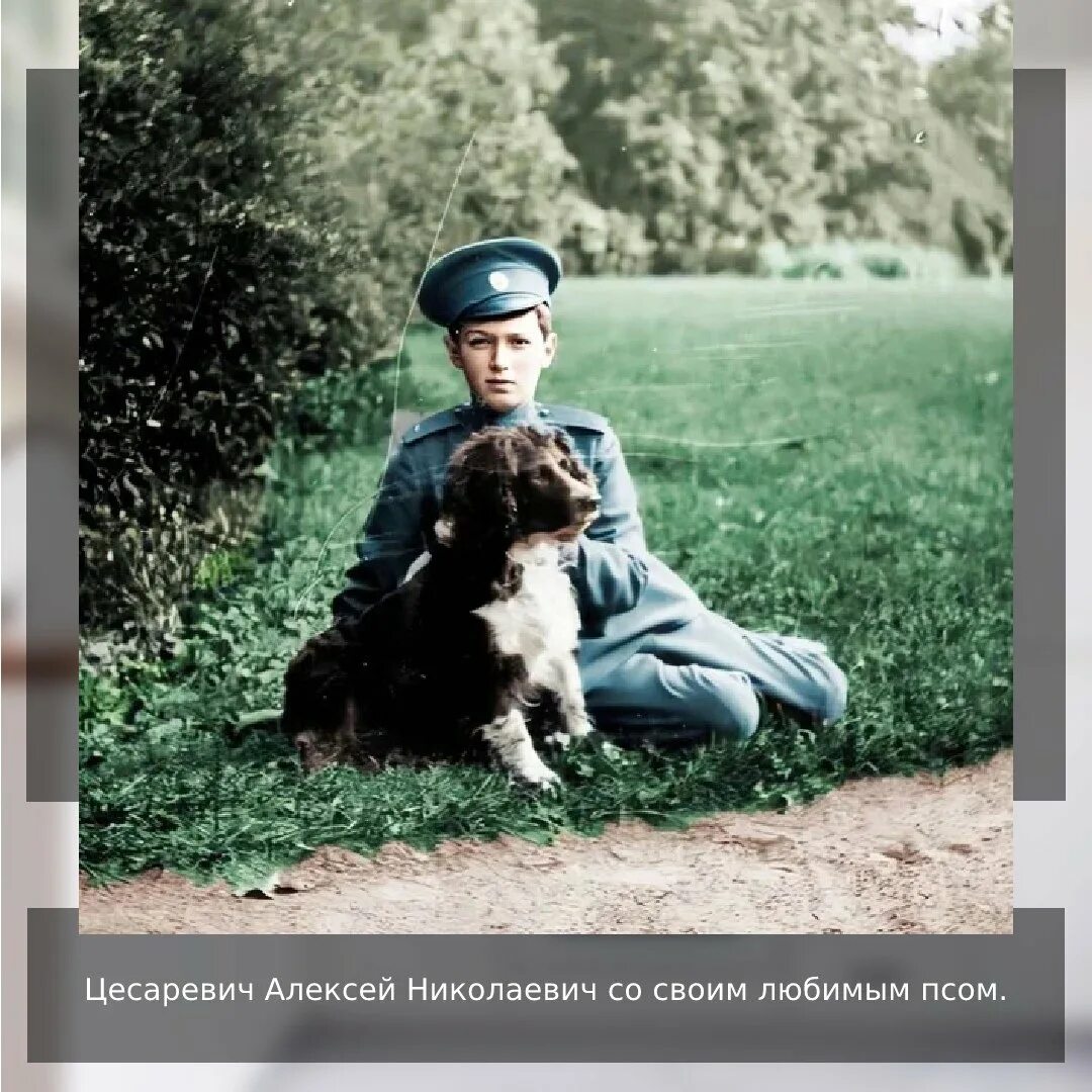 Джой собака. Бастерджи собака. Пес джой ростов великий. Собака джисога. Собака джой.