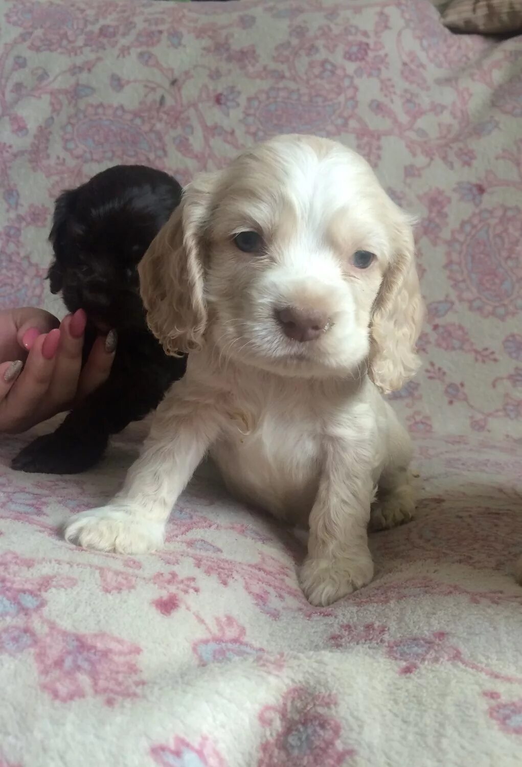 Щенки английского кокер спаниеля. Щенок кокер спаниеля 1 месяц. Кокер спаниель 1 месяц. Английский спаниель щенок 1 месяц. Щенки английского спаниеля бело рыжие 2 месяца.