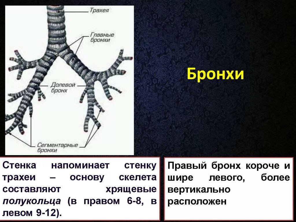 Структура состоящая из хрящевых полуколец