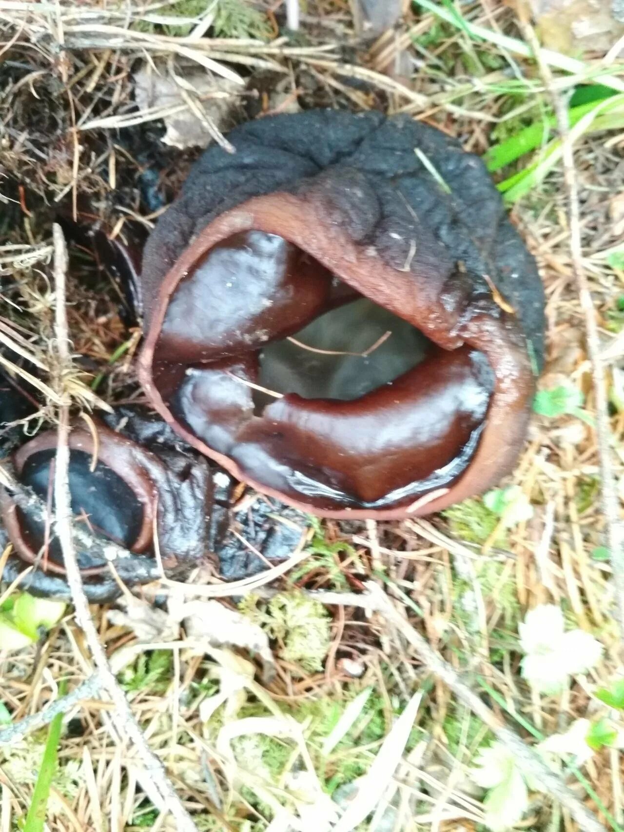 Молодильный гриб саркосома. Саркосома шаровидная Sarcosoma globosum. Саркосома шаровидная гриб. Молодильные грибы Саркосома шаровидная.