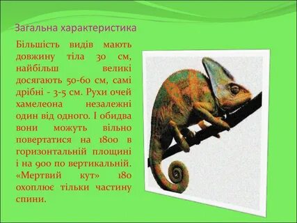 Хамелеон информация