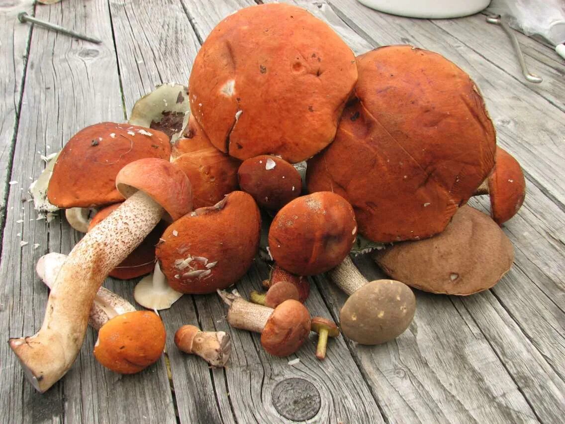 собра ые грибы