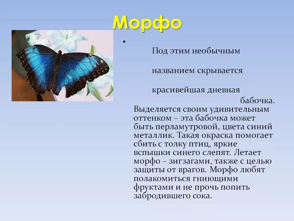 Сообщение первые бабочки 2 класс окружающий мир. Интересные факты о бабочках. Рассказ о бабочке. Удивительные факты о бабочках. Бабочки кратко.