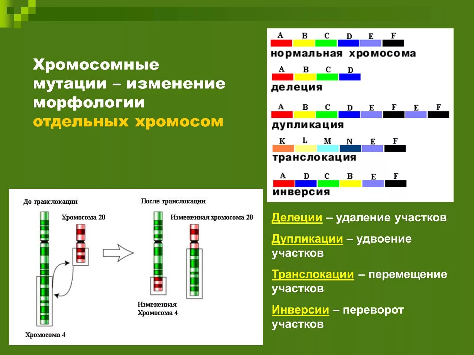 Молекулярный механизм мутаций делеция дупликация инверсия. Хромосомные мутации ЕГЭ биология. Хромосомные мутации инверсия делеция. Делеция участка хромосомы Тип мутации. Удвоение генов в хромосоме