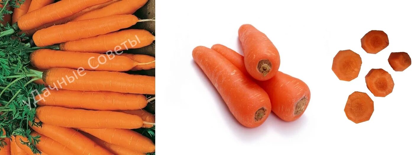 Какая морковь сладкая. Морковь Карамелька. Морковь карамель красная. Лучшие сорта моркови для хранения сочные. Морковь карамель с начинкой.