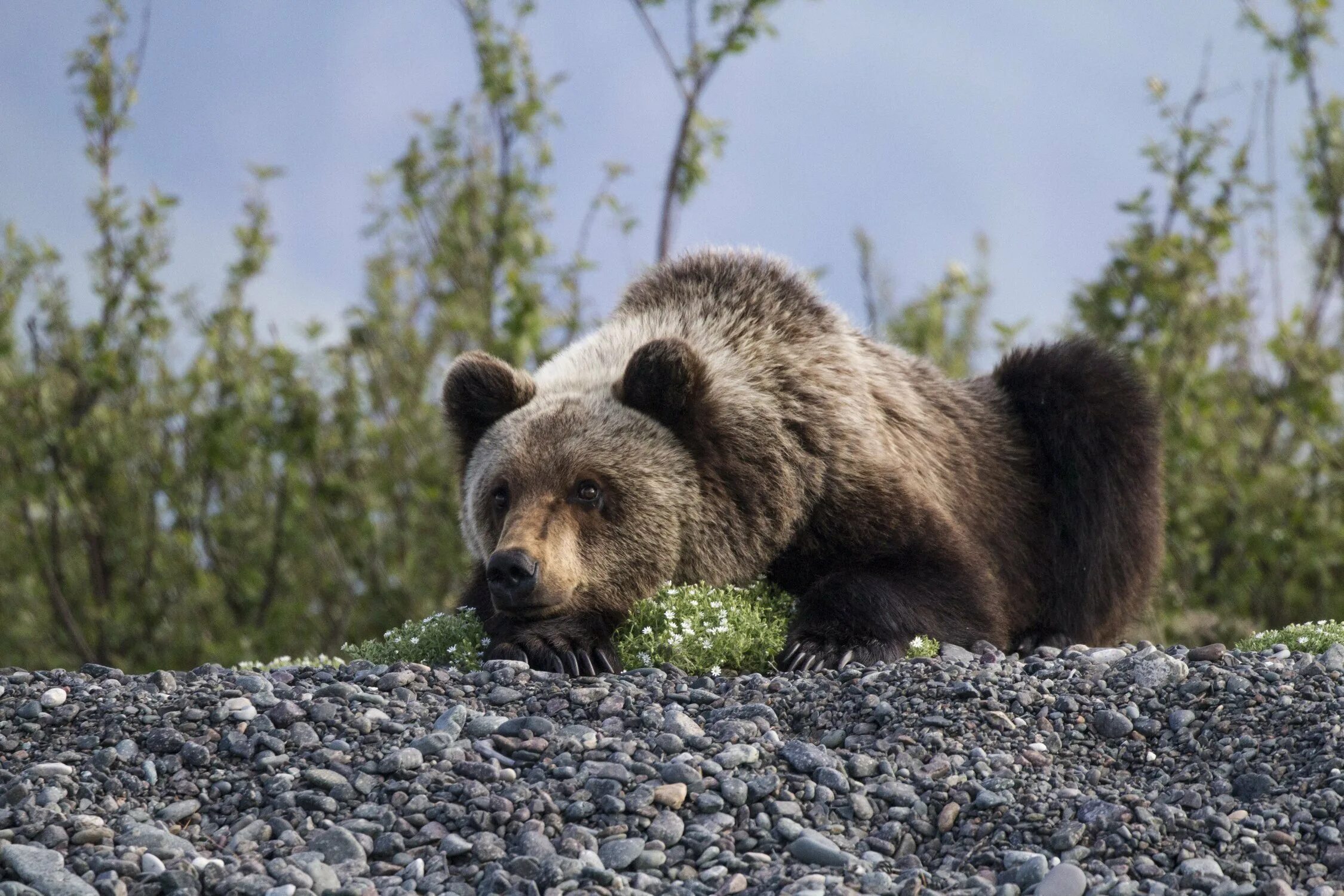 Баргузинский заповедник бурый медведь. Печоро-илычский заповедник росомаха. Медведь юганский заповедник. Соболь олекминский заповедник. Медведи соболь.