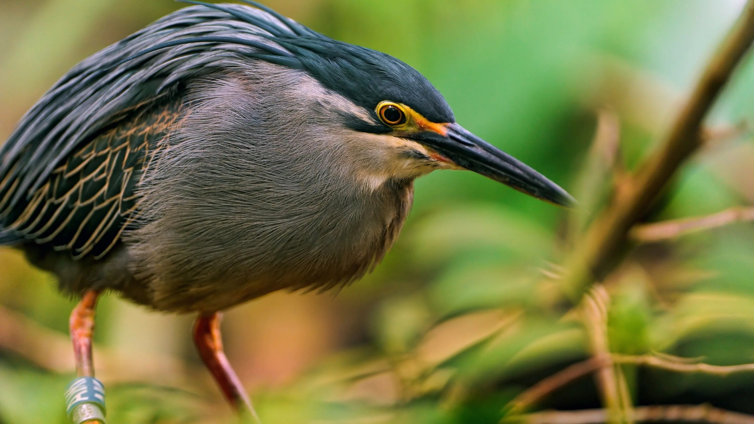 Чибис vanellus vanellus. Лесная сорока сойка. Со́йка garrulus glandarius. Птица ов. Обыкновенный скворец (sturnus vulgaris).