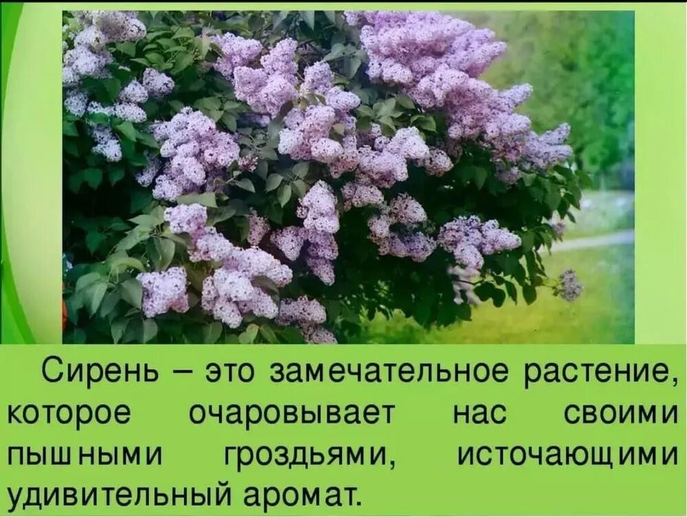 Сирень подобрать прилагательное. Сирень кустарник Рахманинов. Сирень описание. Сообщение о сирени. Описать сирень.