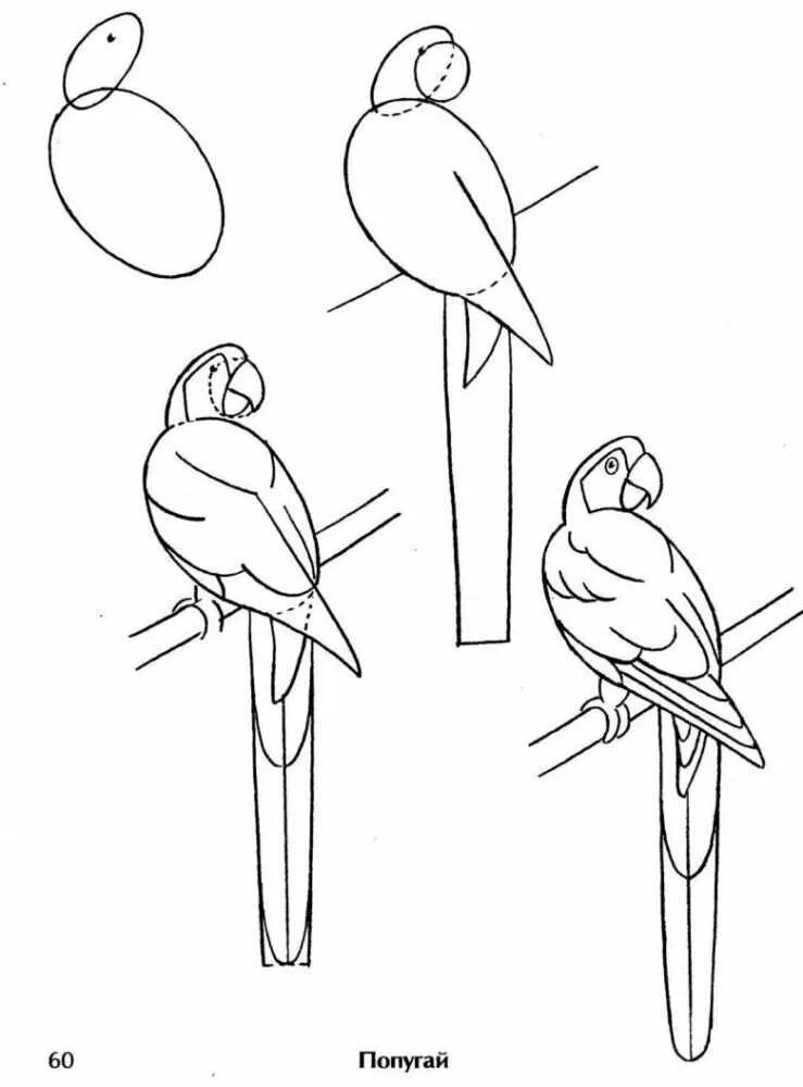 Рисунок птицы 5 класс. Картинки попугая для срисовки. Попугай рисунок карандашом. Попугай пошагово рисунок. Схема рисования птицы.