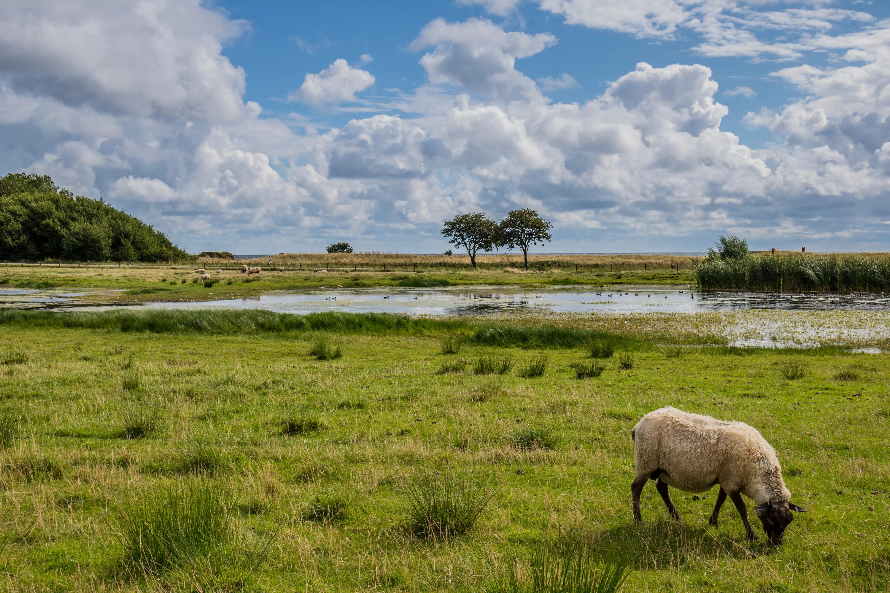 Пастбище брокен кеттл. Лугово пастбищный тип агроландшафта. Пастбища крупного рогатого скота в бразилии. Пастбищное животноводство австралии. Поле с коровами.