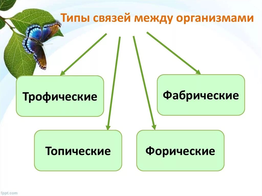 Типы связей между организмами трофические. Типы связей между организмами трофические топические. Взаимосвязи между организмами. Типсвязий между аргонизмами.