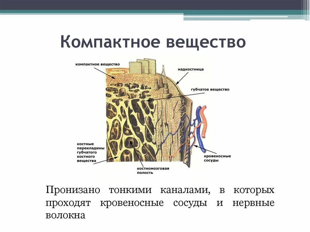 Компактное вещество находится. Микроскопическое строение компактного вещества кости рисунок. Строение компактного вещества и губчатого вещества кости. Костная ткань компактное вещество губчатое вещество. Микроскопическое строение компактного вещества кости.