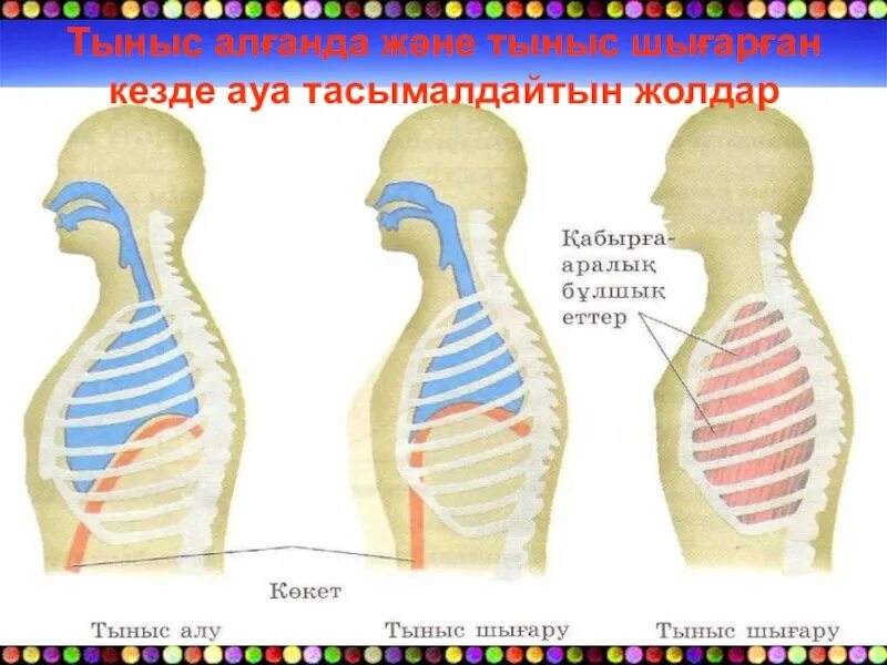 Және тыныс алу. Көкет дегеніміз не. Биология дем алу. Көкет бұлшықеттері.