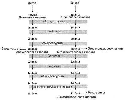 Метаболизм кислот