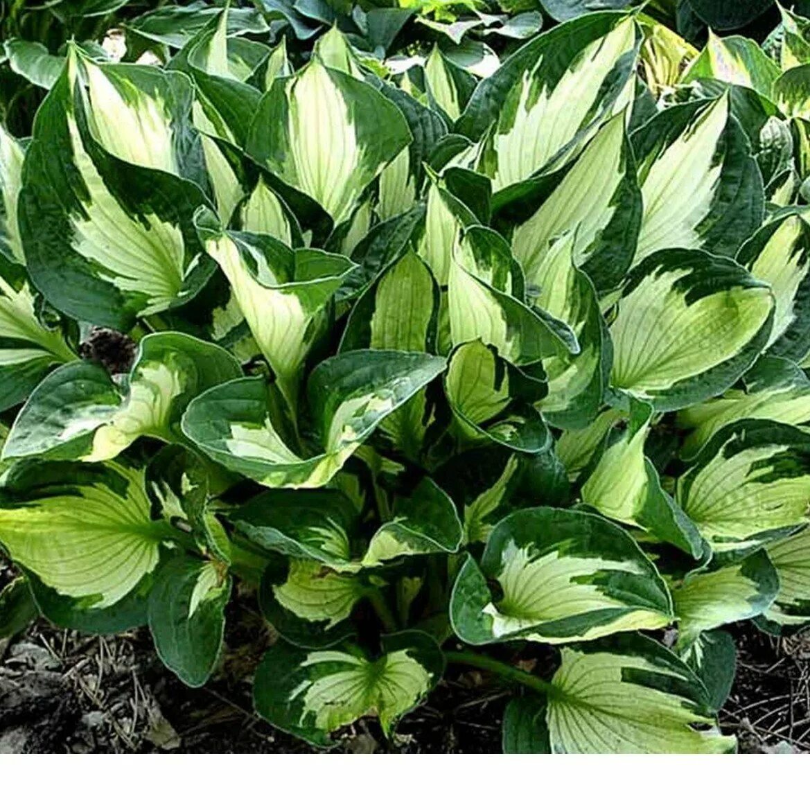 Хоста хост мастер. Хоста вирлвинд. хоста (hosta `whirlwind`). хоста гибридная вирлвинд. хоста гибридная &#039;whirlwind&#039;.