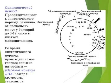 Синтетический период хромосомы