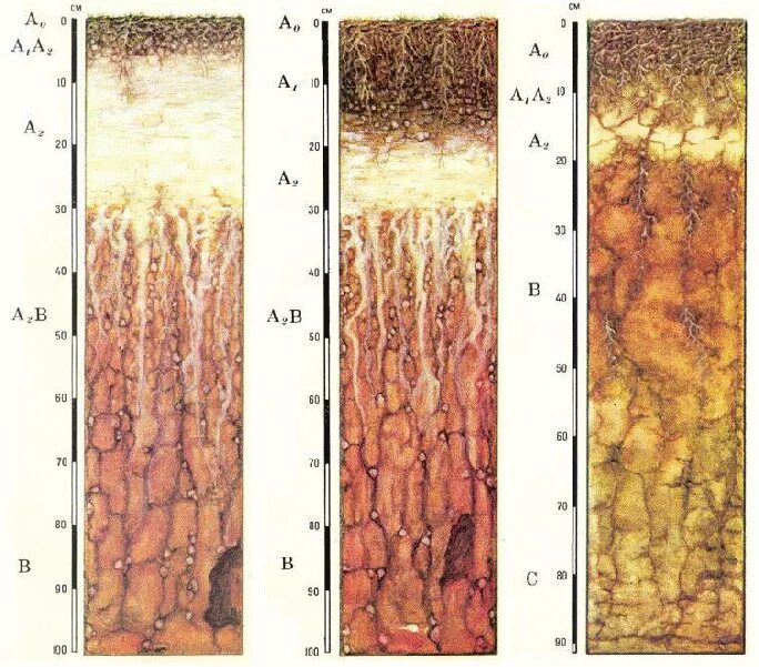 Структура дерново-подзолистых почв. Почвенные горизонты подзолистых почв. Подзолистые почвы горизонты. Почвенные горизонты дерново-подзолистых почв. Мощность гумусового горизонта дерново-подзолистых почв.
