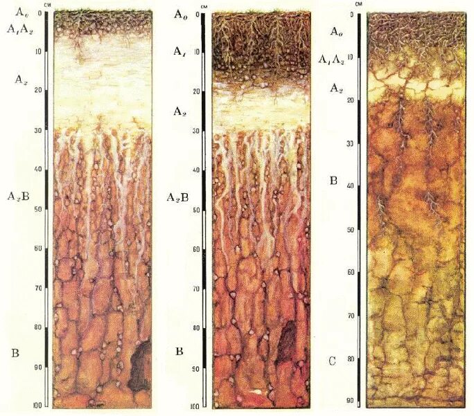 Дерново-подзолистые почвы профиль. Дерновые почвы почвенный профиль. Подзолистые и дерново-подзолистые почвы. Строение профиля дерново-подзолистой почвы. Мощность горизонта дерново подзолистых почв