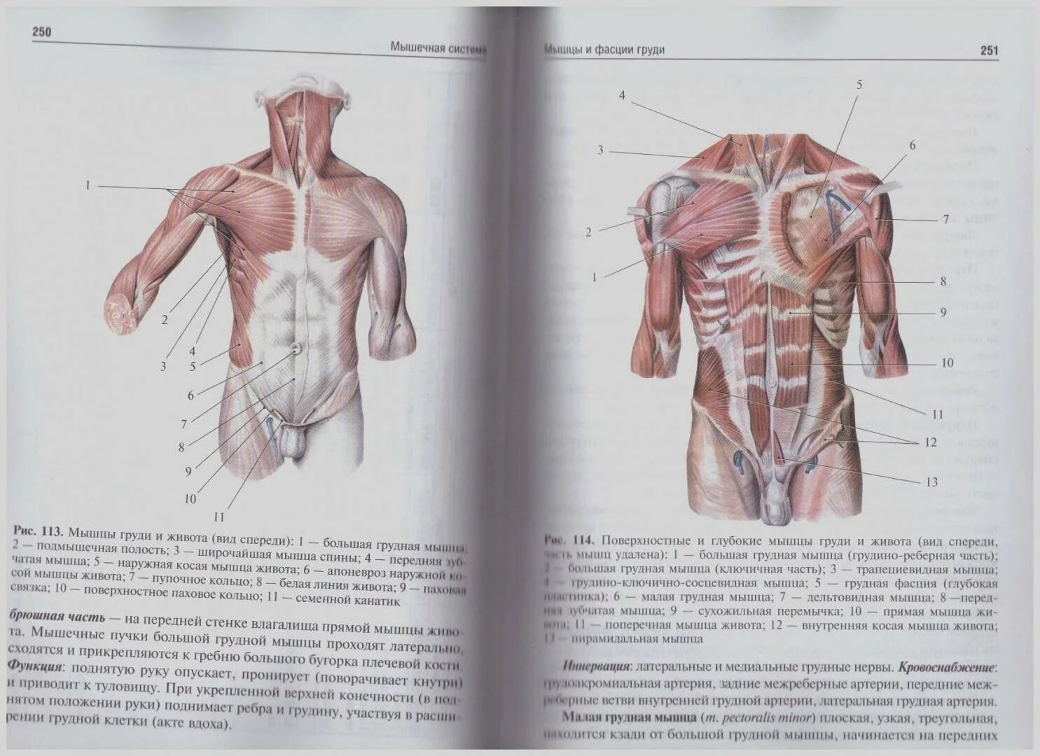 Анатомия человека. Атлас. В 3 Т. Сапин. Сапин Никитюк анатомия. Сапин Никитюк анатомия человека. Анатомия человека, том 2, Сапин м.р., 2020. Анатомия человека пособия
