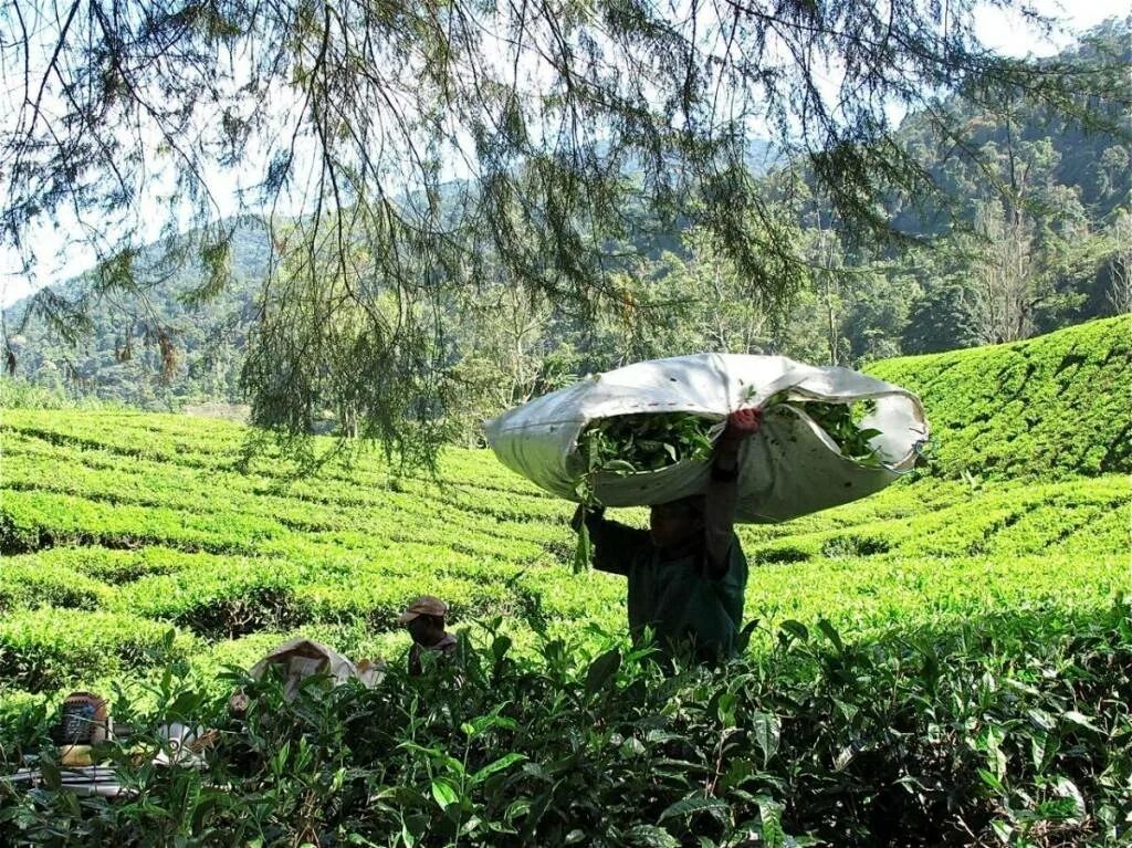 Рис шри ланка. Уишань чайные плантации. Сбор чая на плантации в Китае. Шри Ланка чайные плантации. Рис Шри Ланка плантации.