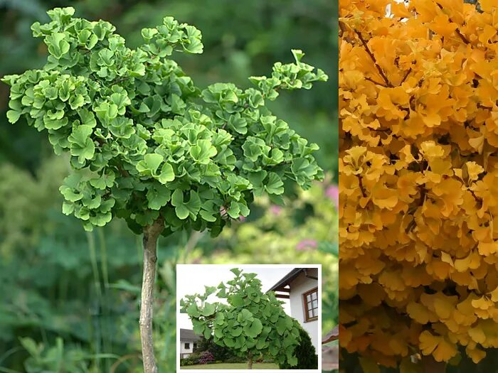 гинкго изумруд. реликтовое дерево гинкго. гинкго билоба дерево. гинкго двулопастный крона. гинкго билоба листопадная.