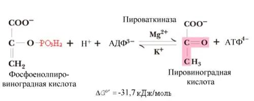 Пировиноградная кислота сколько атф. Фосфоенолпировиноградная кислота. Получение пировиноградной кислоты. Напишите реакцию образования ПВК из фосфоенолпирувата. Фосфоенолпировиноградной кислоты +АДФ.