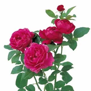 Rose noble