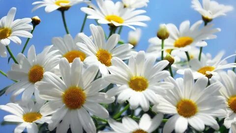 15 Inspiring Daisy Flower Photos.