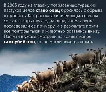 Стадный инстинкт в мирное время